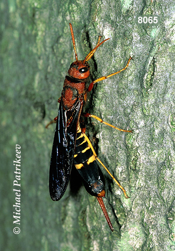 Pigeon Horntail (Tremex columba)